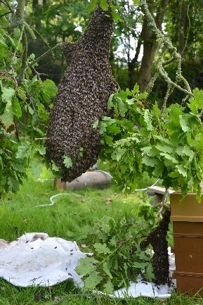 abeille-3