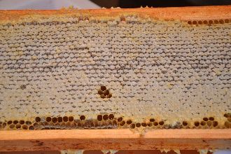 abeille-7