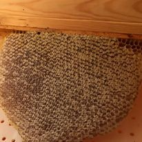 Les bienfaits de la cire d’abeille