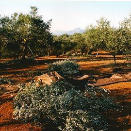 Les oliviers du Péloponnèse