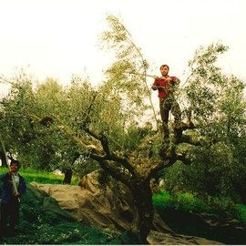 La récolte des olives