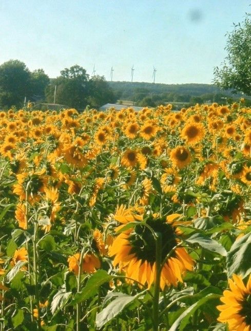 L'Huile de tournesol est adoucissante et hydratante, très riche en vitamine E et concentrée en acides gras essentiels, elle renforce la fonction barrière de l'épiderme et aide à la préservation de l'hydratation cutanée.
